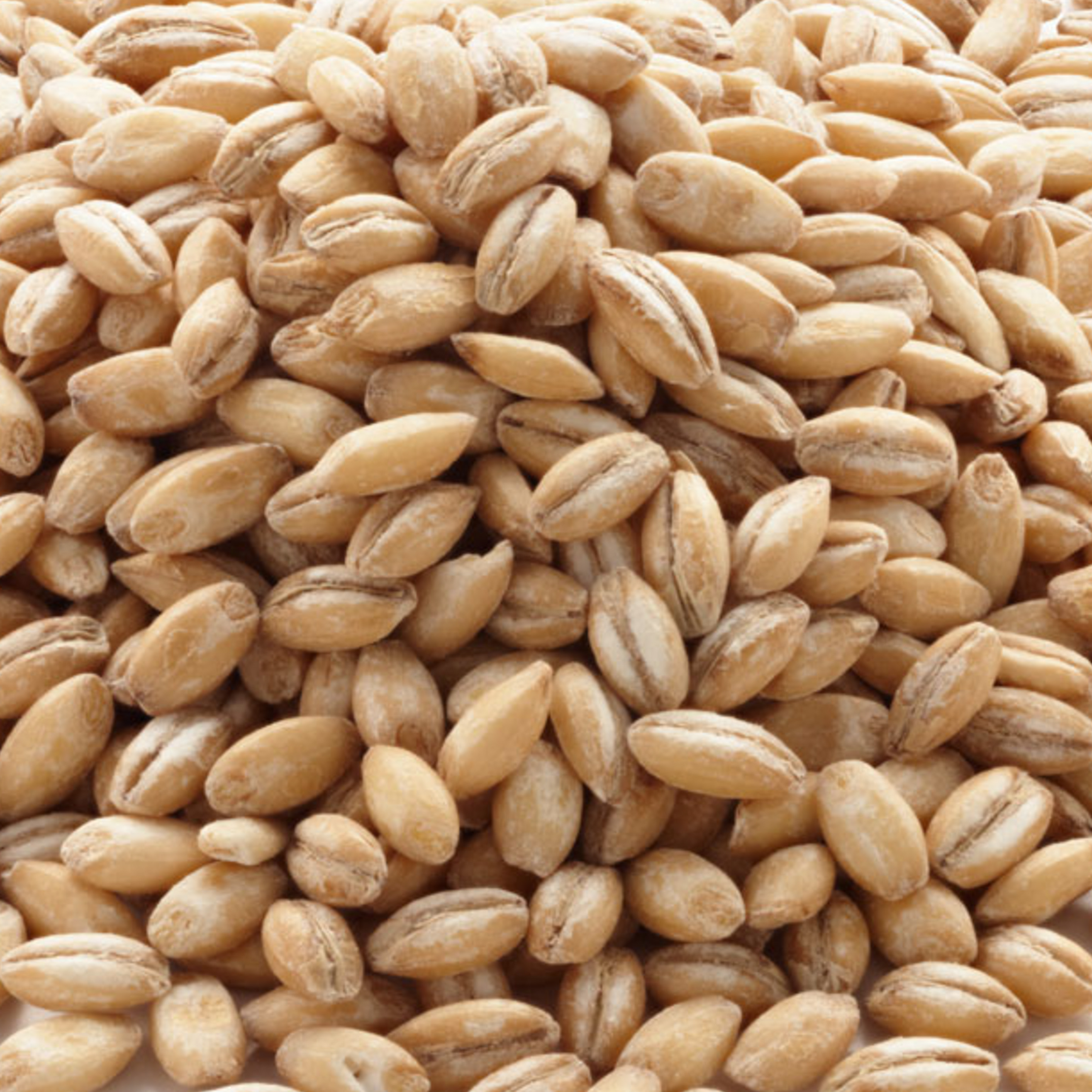 Barley