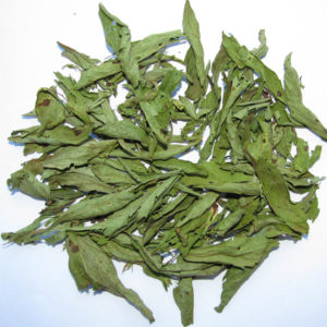 stevia02