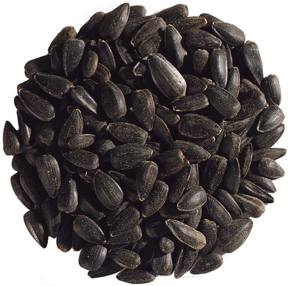 Black  sunflower seed