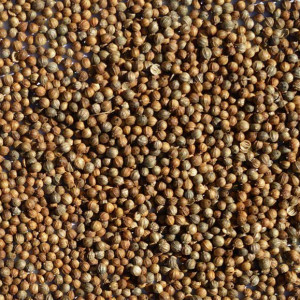 Coriander-Seeds-2015-006