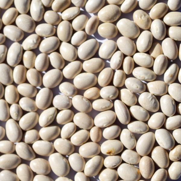 Oval White Beans 01
