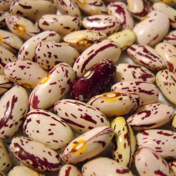 Red speckled kidney beans